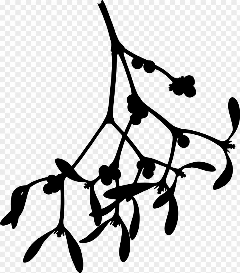 Chimney Mistletoe Drawing Phoradendron Tomentosum Clip Art PNG