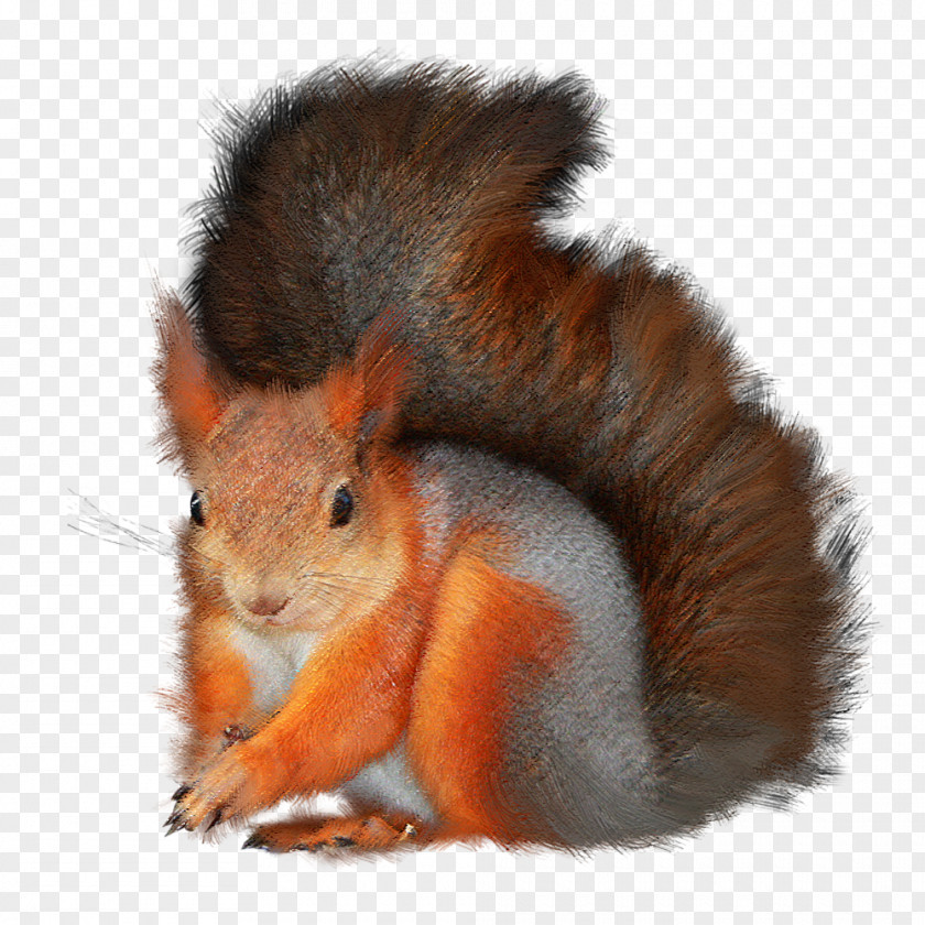 Ferret Tree Squirrels Red Squirrel Animal Clip Art PNG