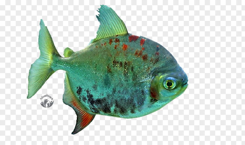 Fish Desktop Wallpaper Freshwater PNG