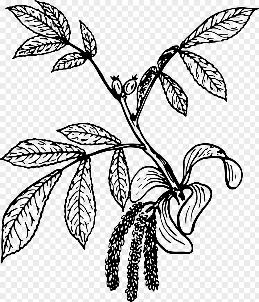 Leaves Branches Clip Art PNG