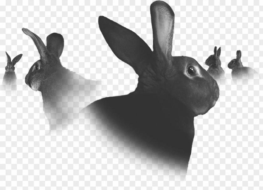 Rabbit Domestic Hare PNG