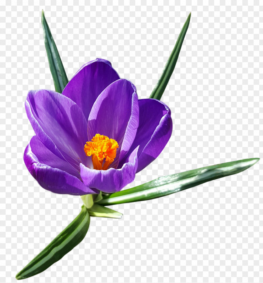Spring Flowers Crocus Vernus Snow Clip Art PNG