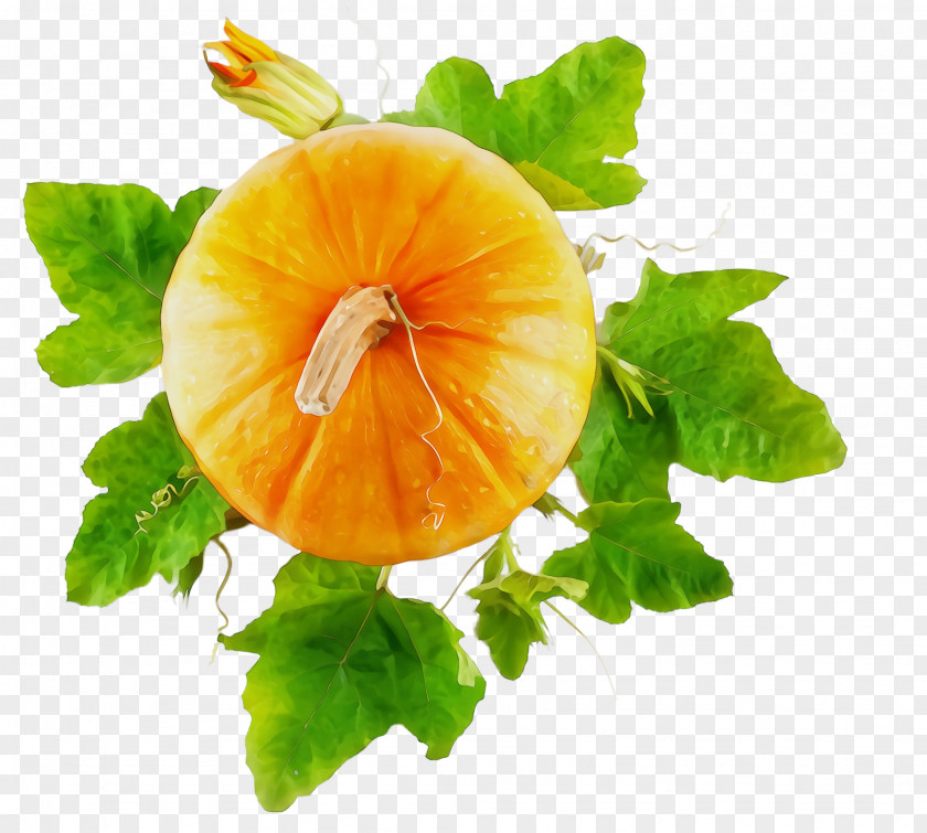 Vegetarian Food Garnish Leaf Plant Flower Nasturtium PNG
