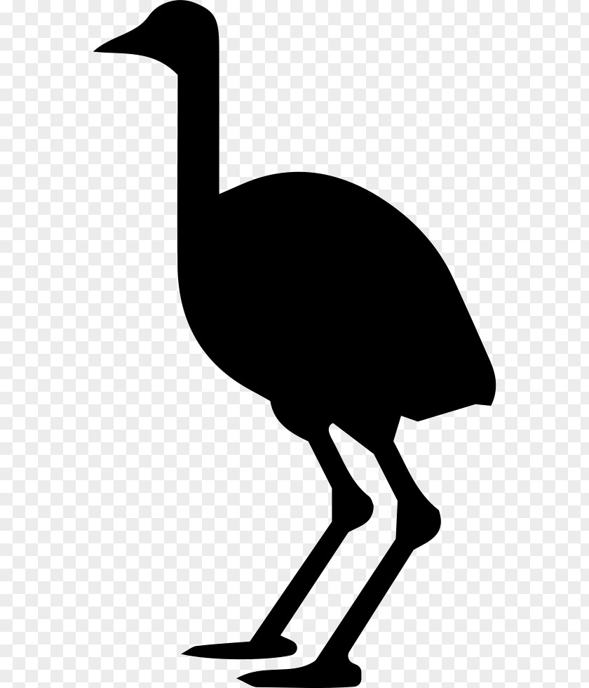 Bird Clip Art Common Ostrich PNG