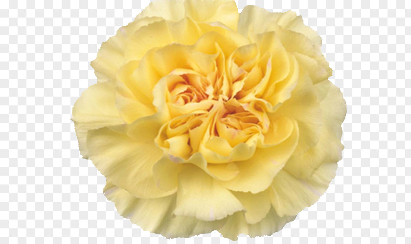 Flower Garden Roses Yellow Carnation Cabbage Rose PNG