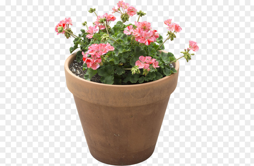 Flower Pot Flowerpot Houseplant Light + Building PNG