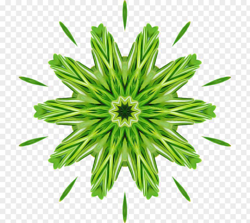 Flowering Plant Green Flower Leaf PNG