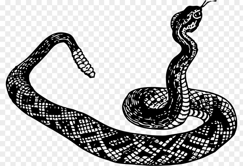 Snakes Snake Black And White Vipers Clip Art PNG