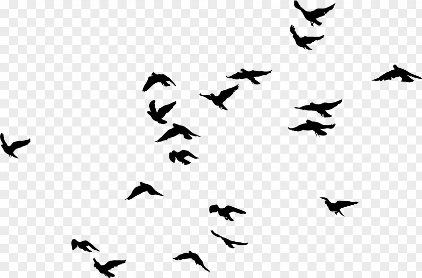 Black Birds PNG