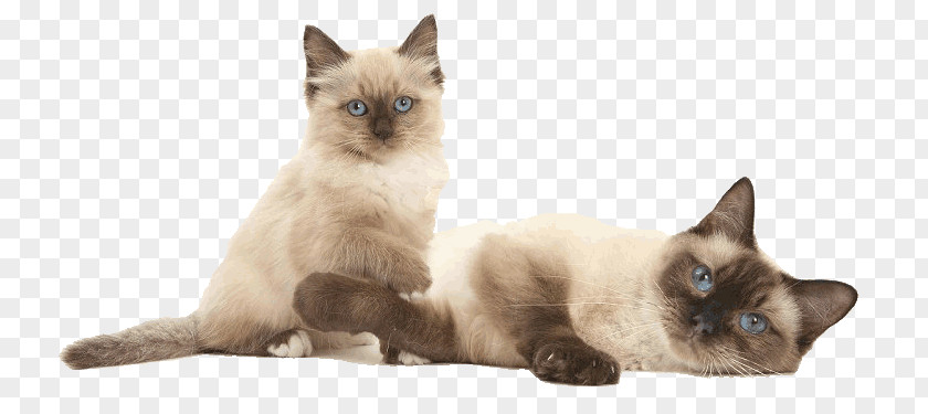 Dogs And Cats Siamese Cat Birman Ragdoll Balinese Thai PNG