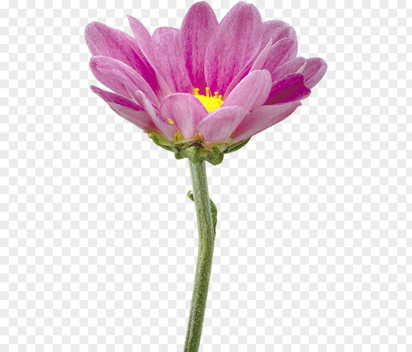 Flower Garden Cosmos Chrysanthemum Clip Art PNG