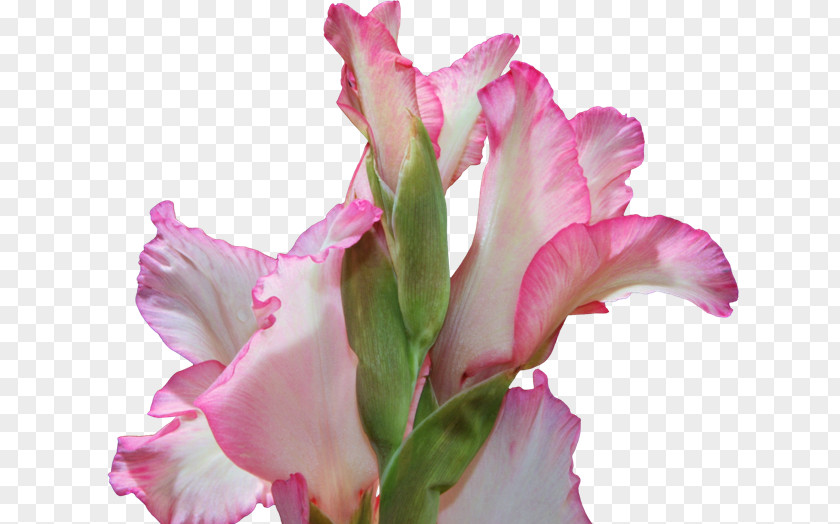 Gladiolus Cut Flowers Cattleya Orchids Pink M Plant Stem PNG
