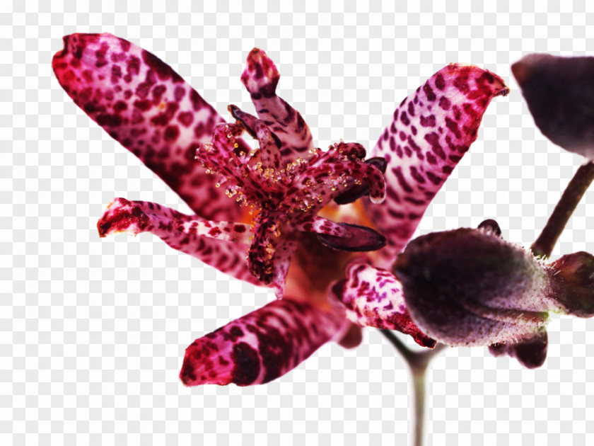 Orchid Go-Ym Flower Resort Orchids Clip Art PNG