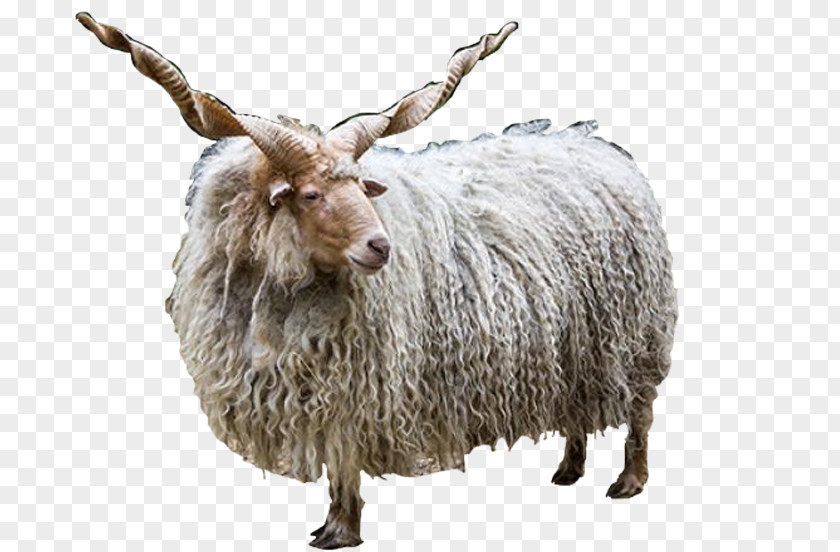 Ovis Orientalis Racka Jacob Sheep Romanov Farma Park Horn PNG