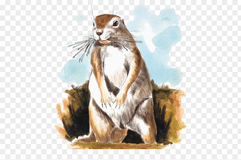 Squirrel Chipmunk Mole Watercolor Painting Illustration PNG
