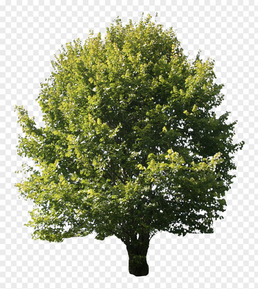 Tree Desktop Wallpaper Oak Image PNG