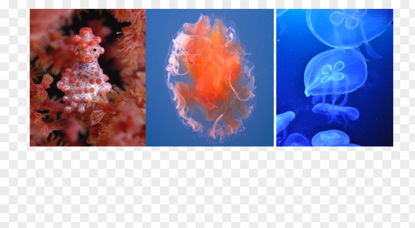 Under Water Jellyfish Pygmy Seahorse Marine Biology PNG
