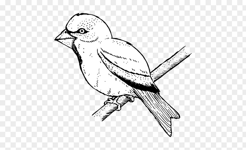 Bird Finch Line Art PNG