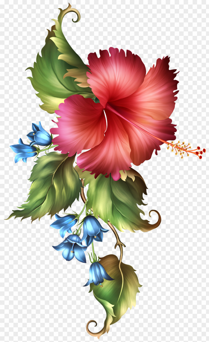 Chinese Hibiscus Mallow Family Drawing Of PNG
