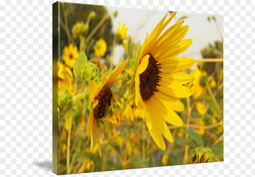 EC LAB FURNITYRE TOP VIEW Sunflower M Wildflower PNG