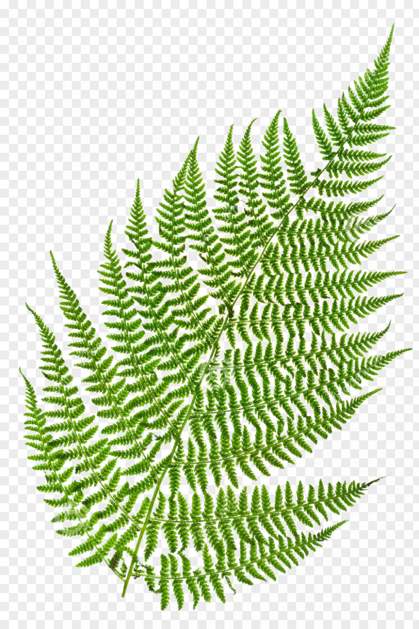 Fern Green Leaf Vascular Plant Stock Photography PNG