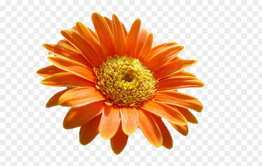 Gerbera Transvaal Daisy Chrysanthemum Cut Flowers Orange S.A. PNG