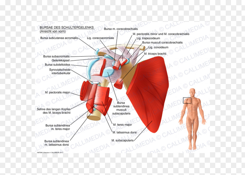 Shoulder Synovial Bursa Subcoracoid Subacromial Subscapularis Muscle PNG