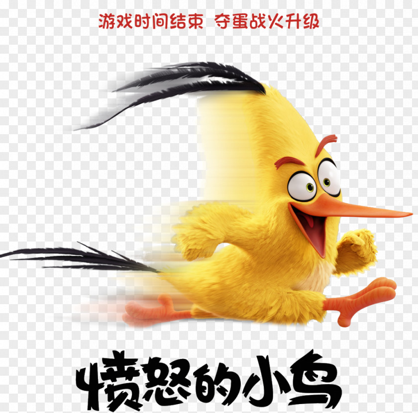 Angry Bird Computer Animation Film Birds PNG