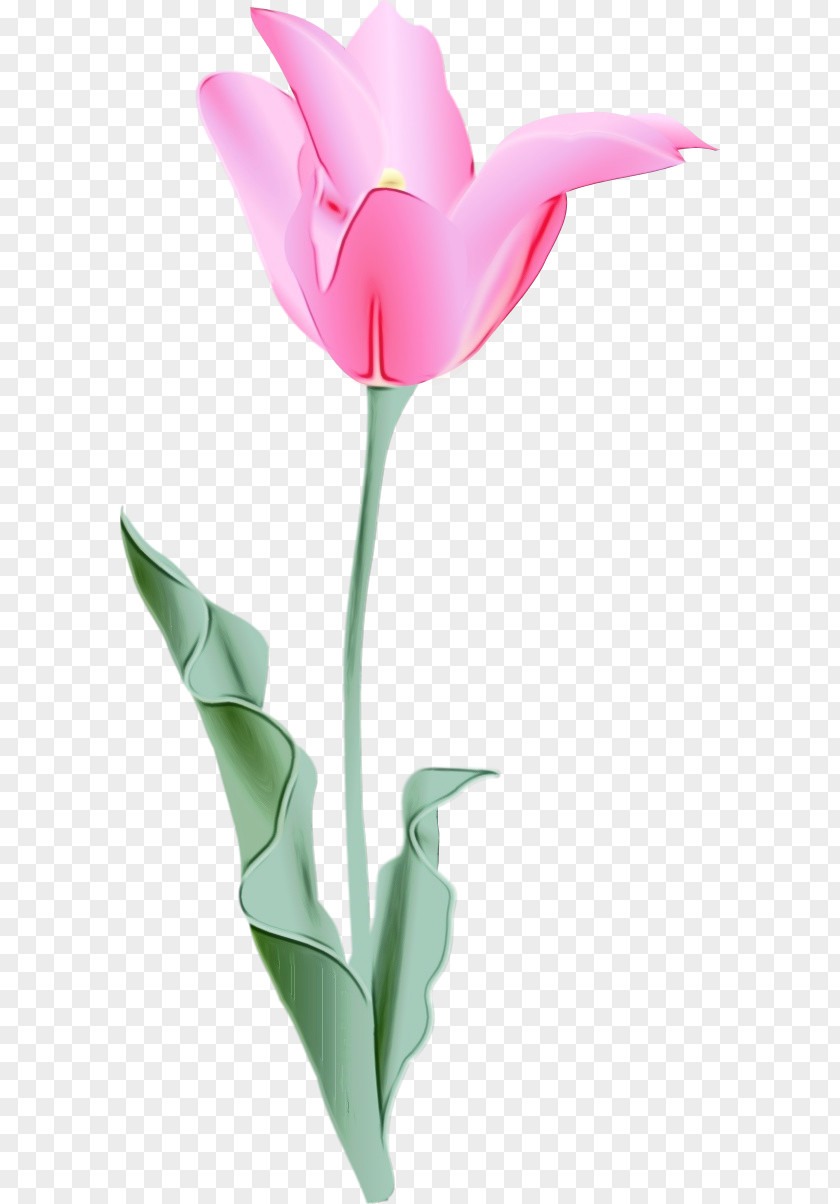 Anthurium Lily Family Watercolor Pink Flowers PNG