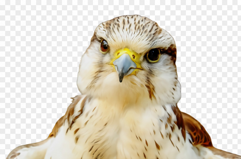 Buzzard Kite Bird Beak Of Prey Peregrine Falcon PNG