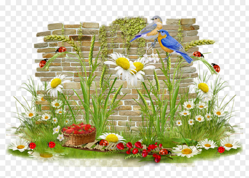 CENTER DESIGN Floral Design Bird Diaporama PNG