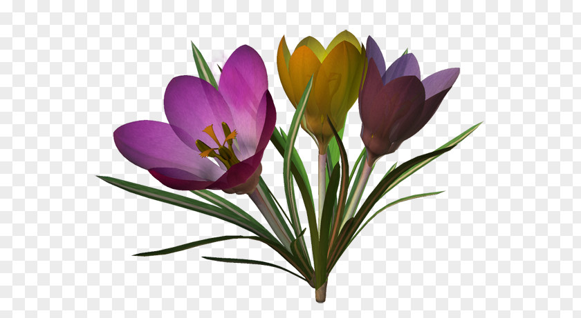 Flower Crocus M Cut Flowers PNG