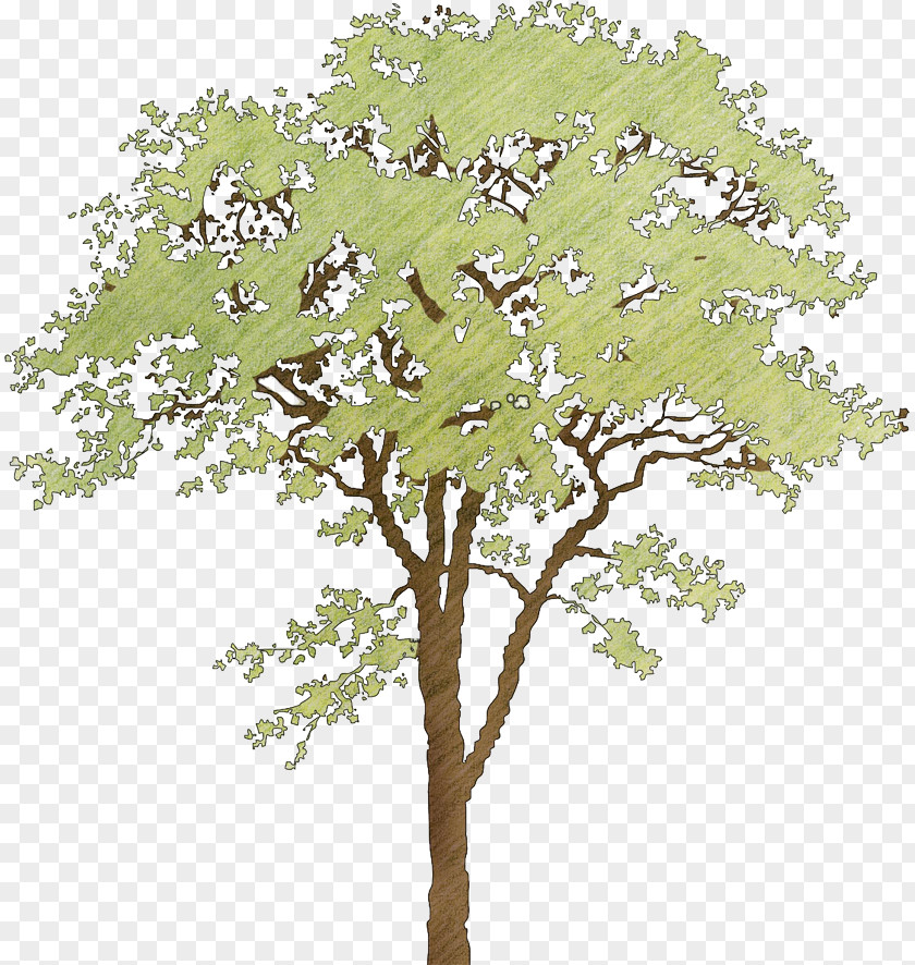 Tree Twig Plane Trees Plant Stem Leaf PNG