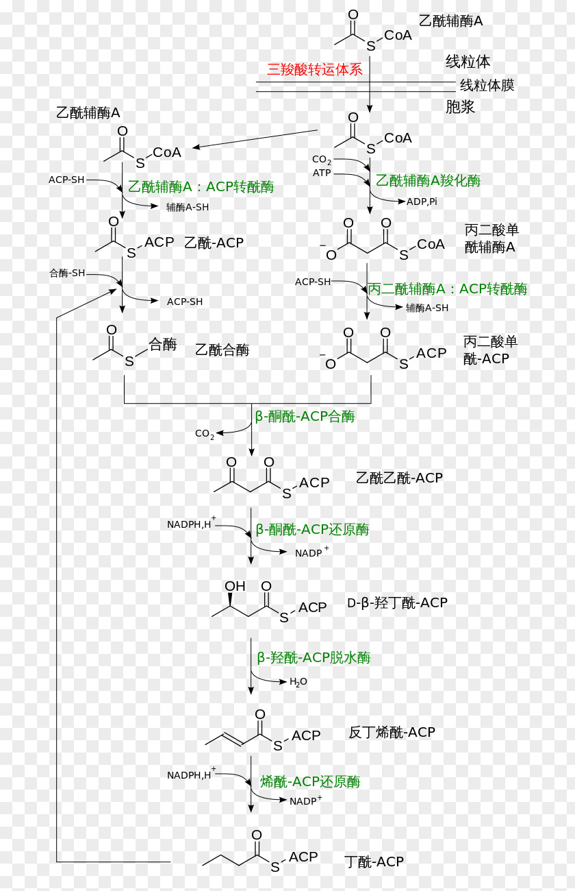 Fats Fatty Acid Synthesis Chemical Beta Oxidation PNG