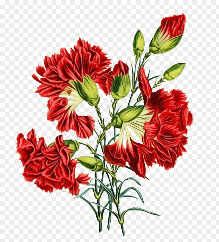 Flower Plant Cut Flowers Carnation Red PNG