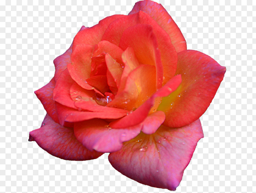 Post It Rosa Garden Roses Cabbage Rose Floribunda Petal Cut Flowers PNG