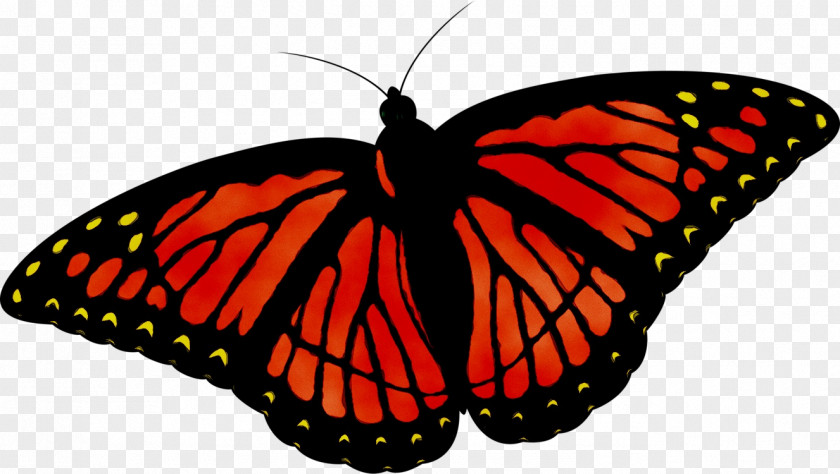 Clip Art Vector Graphics Monarch Butterfly PNG