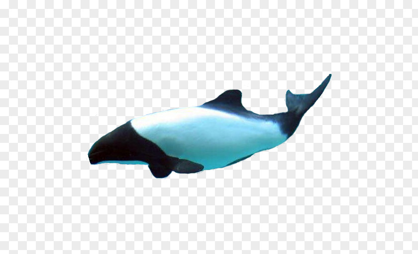 Dolphin Common Bottlenose Tucuxi Rough-toothed Short-beaked Porpoise PNG