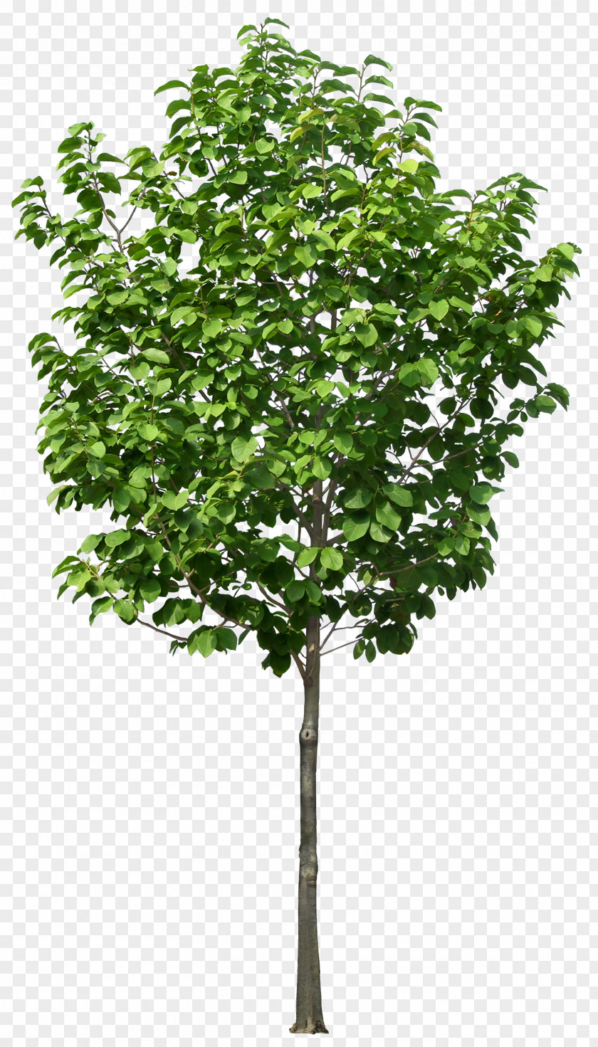 Luxuriant Trees Flowerpot Tree Plant Plastic Pruning PNG