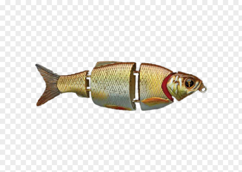 Rudd Fish PNG