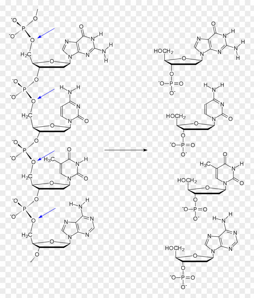 Spleen Exonuclease Directionality Phosphodiesterase Nucleotide PNG