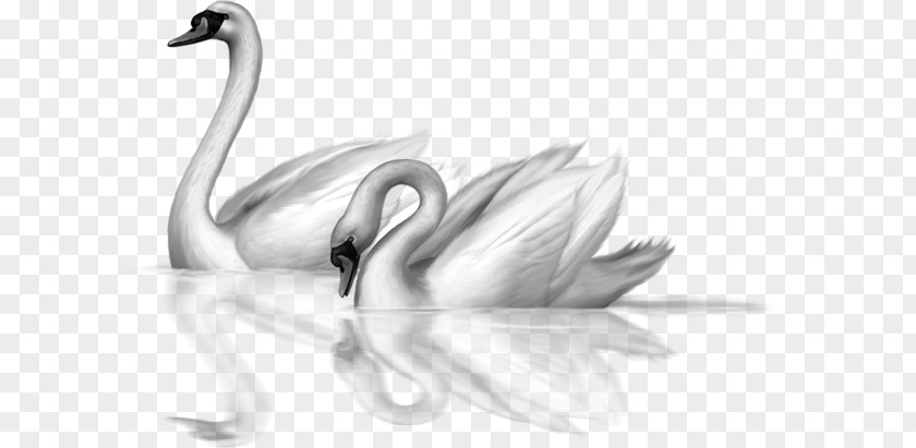 Winter Swan Cliparts Black Bird Drawing Clip Art PNG