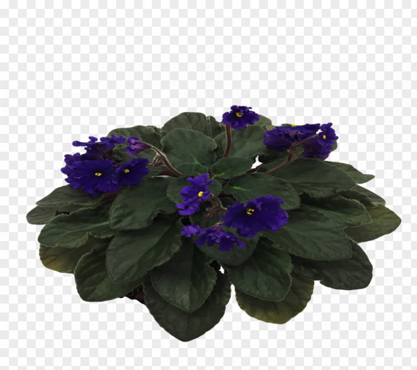 African Violets Primrose Cut Flowers PNG