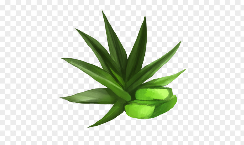 Aloe Vera Cannabis PNG