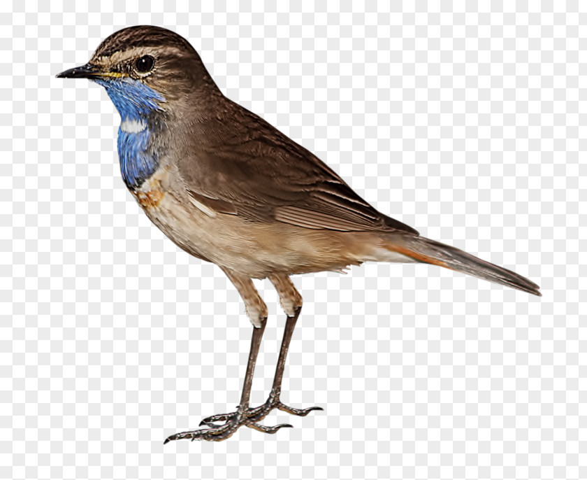 Bird Image Clip Art Download PNG