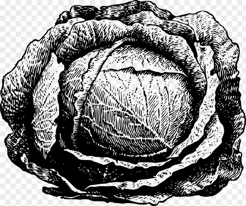 Cabbage Red Savoy Cauliflower Clip Art PNG