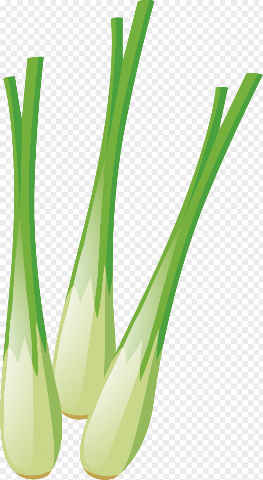Three Onions Allium Fistulosum Chives Euclidean Vector PNG