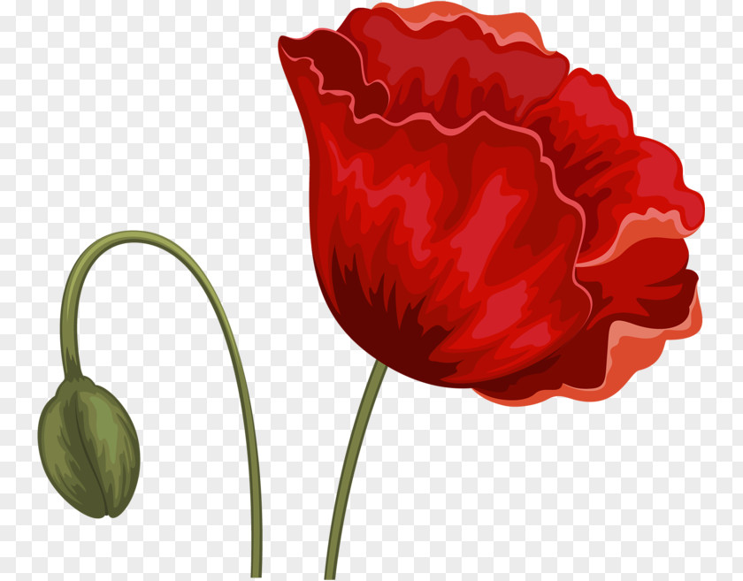 Flower Tulip Red PNG