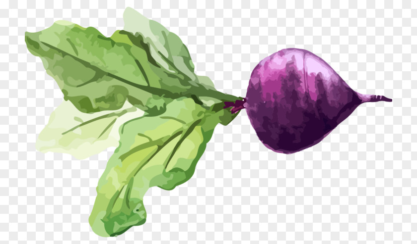 Vegetable Chard Turnip Watercolor Painting Food PNG