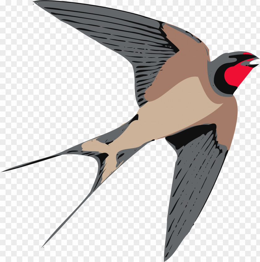 Sparrow Swallow Bird Clip Art PNG